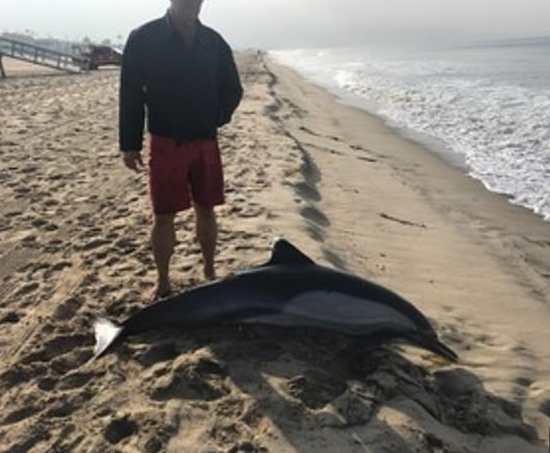 Un delfín herido de bala apareció muerto en las costas de California (Foto: @MarineAnimalRescue)