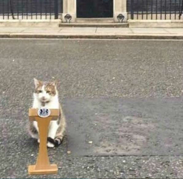 El influyente gato es reconocido en todo el Reino Unido (Foto: Twitter @Number10cat)