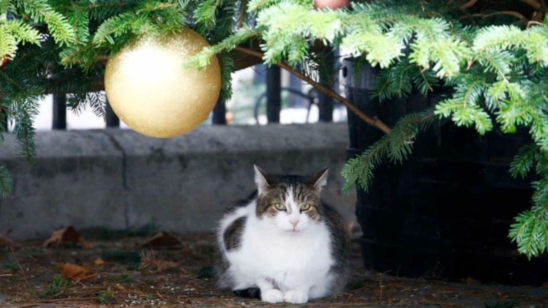 Actualmente cuida el árbol de Navidad que se instaló afuera de la casa de la Primer Ministro (Foto: Twitter @Number10cat)