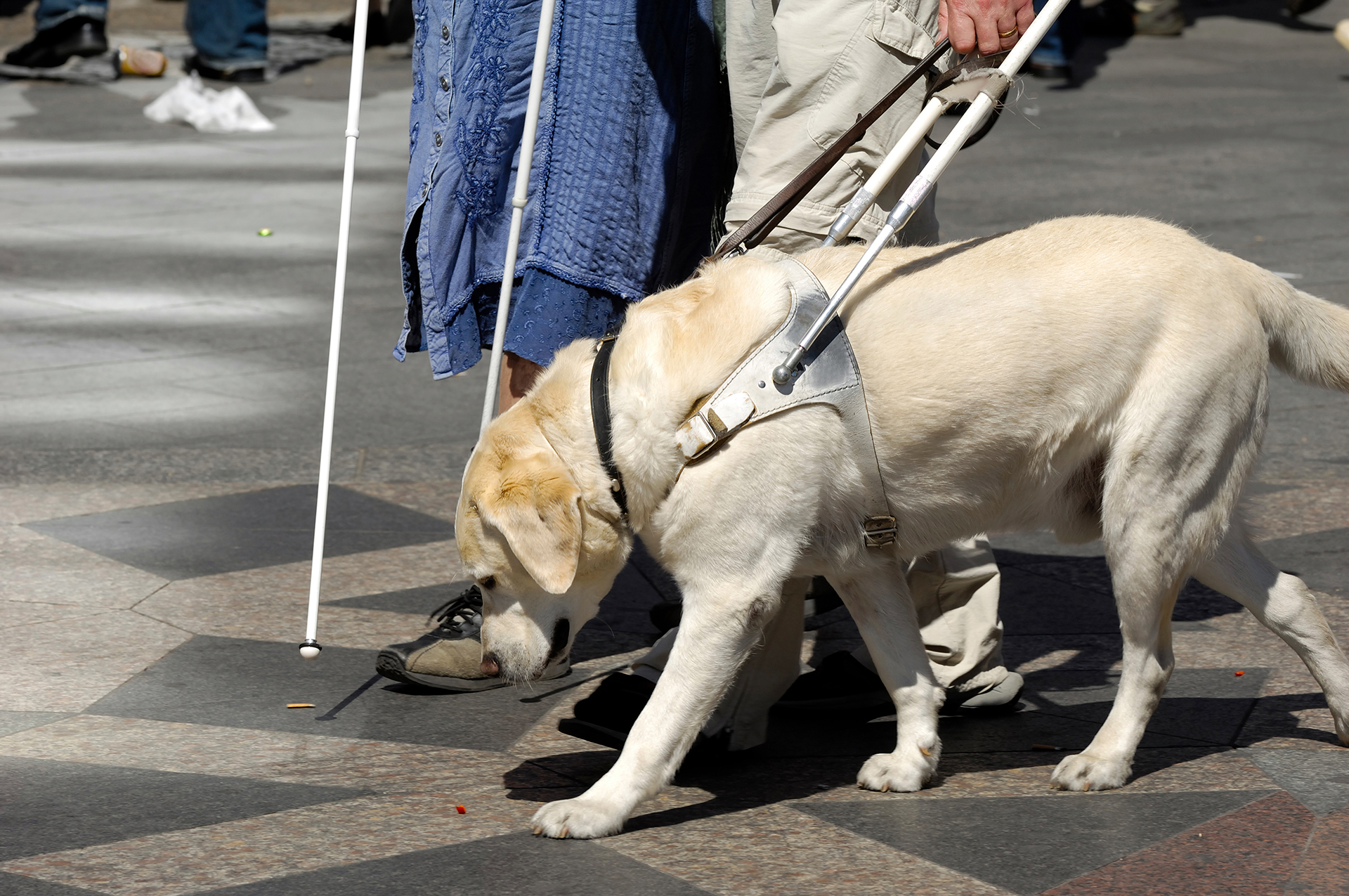 La ley garantiza a personas con discapacidades el acceso a cualquier lugar con perros de asistencia (Foto: Archivo)