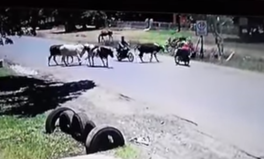 Por razones desconocidas, la vaca decidió atacar a Natalia (Foto: Youtube)