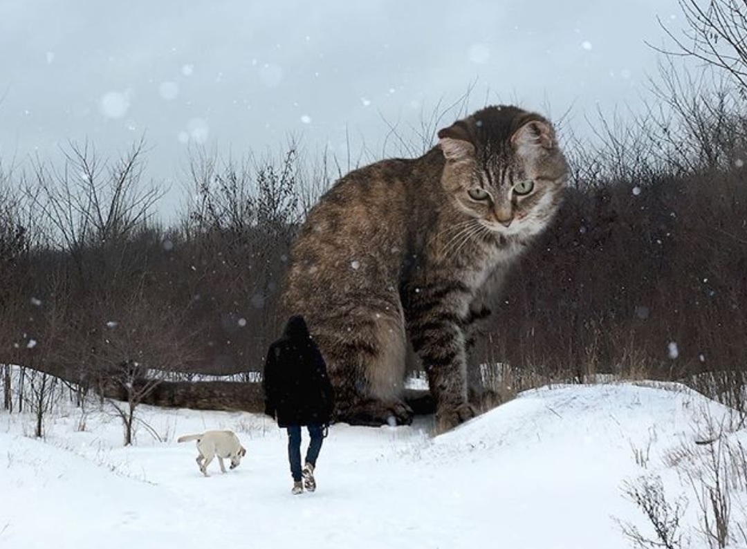 El artista de Instagram Andréi Shcherbak, conocido como Odnoboko, hace arte con gatos gigantes en paisajes de Rusia, donde vive Foto: (Instagram Odnoboko)