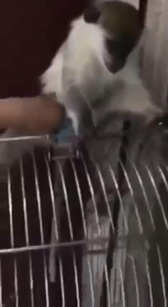 Esto ocurrió en una tienda de mascotas en Egipto (Foto: Captura de Pantalla Video)