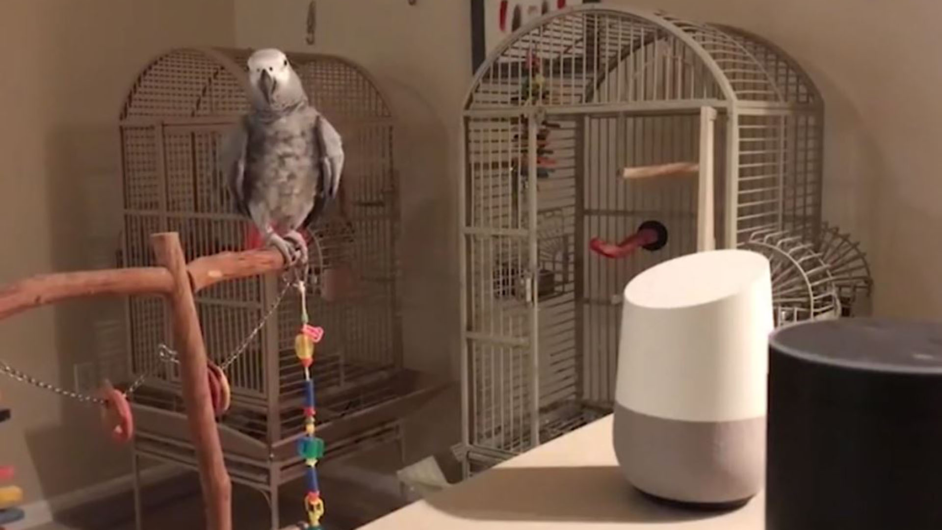 El ave se entretiene con el dispositivo porque incluso le pide música (Foto: Captura de video)