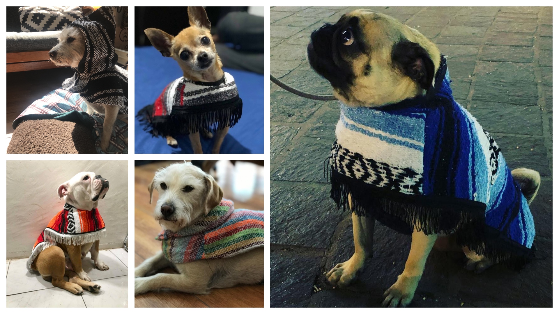 Los guaguarongos, una vestimenta artesanal mexicana para perros (Foto: Especial)