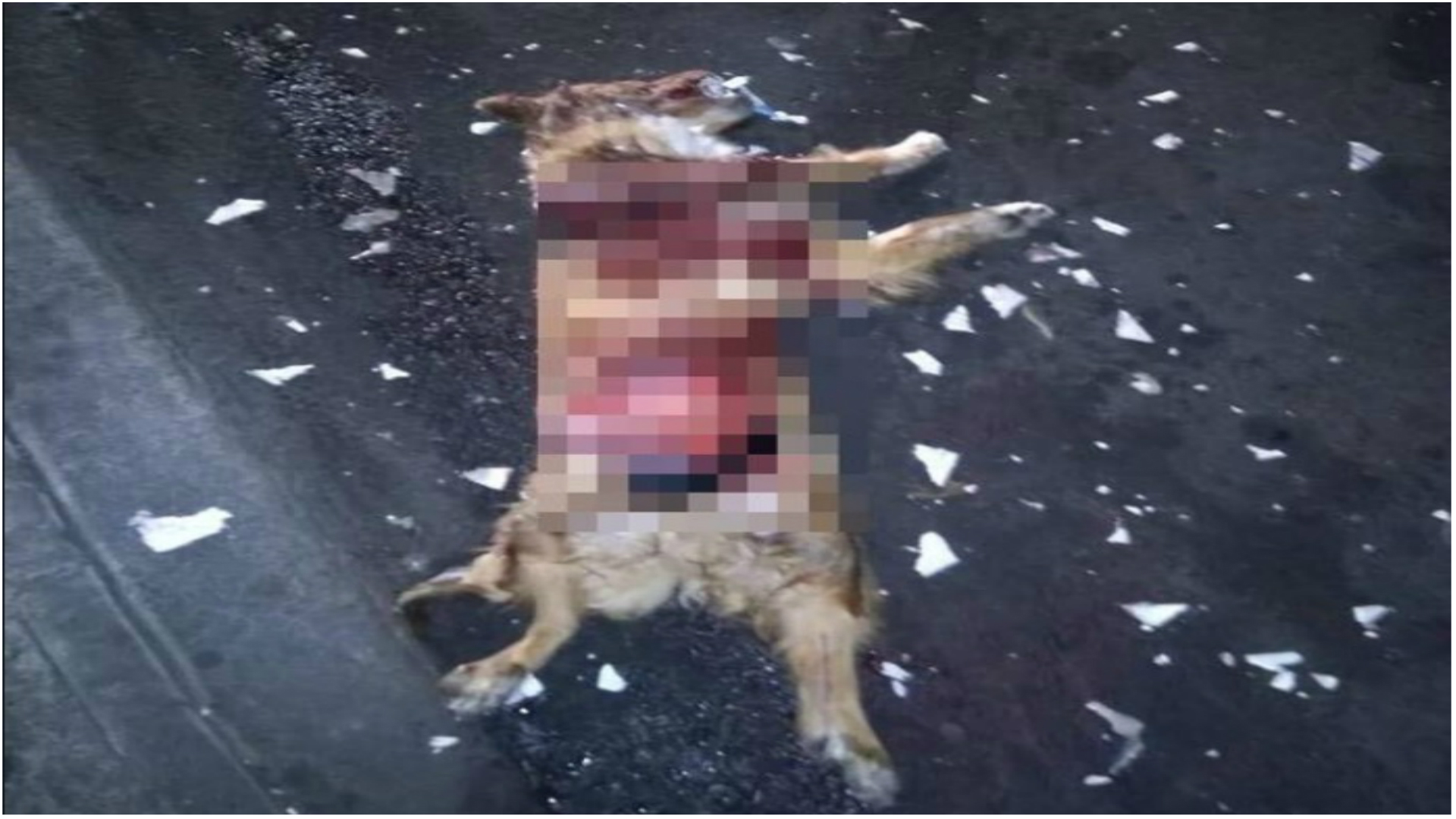 Parte del cuerpo del perro quedo destrozada (Foto: Facebook Mundo Patitas)
