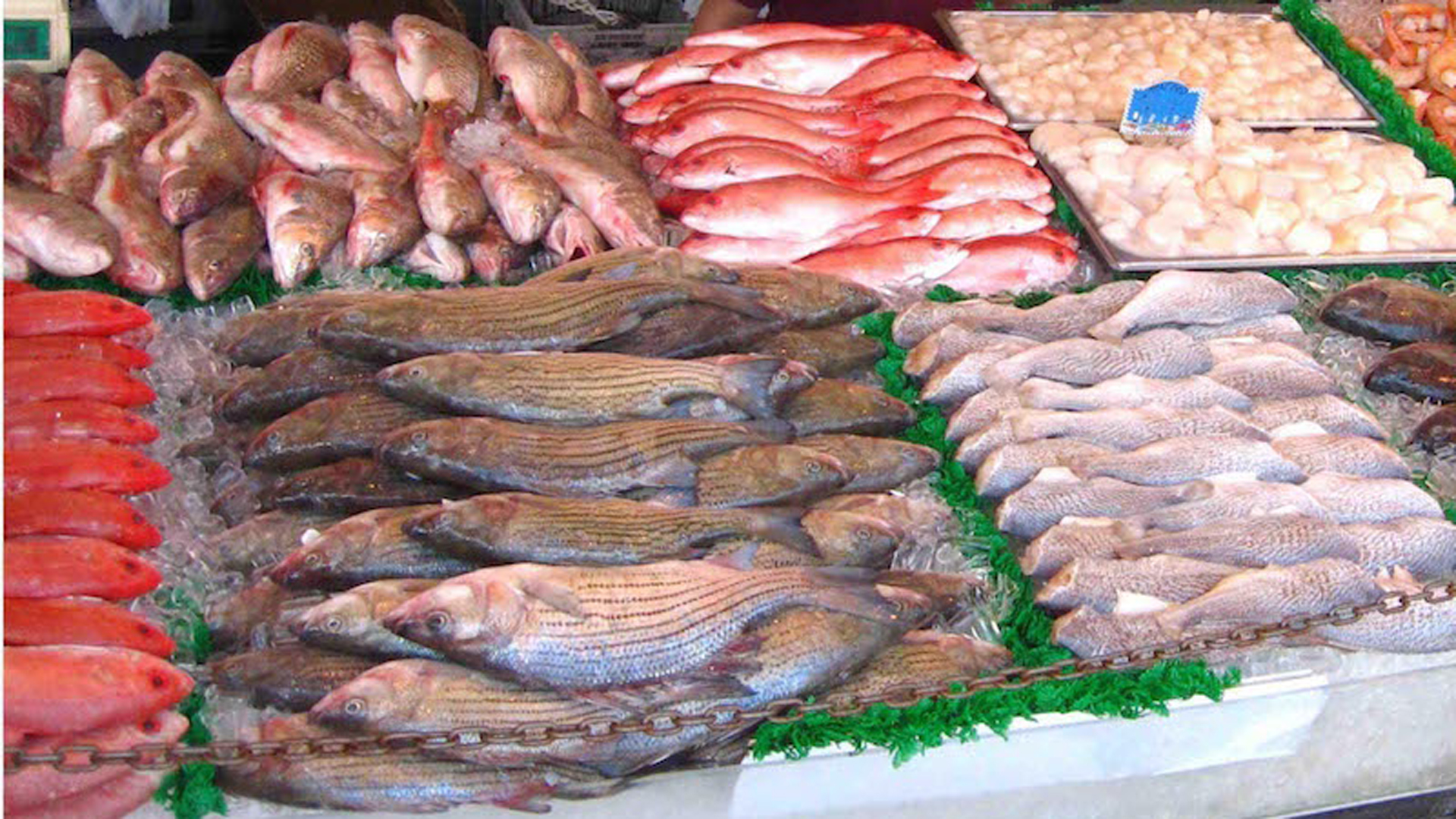 También tendrán pescado fresco en sus bodegas (Foto: Archivo)