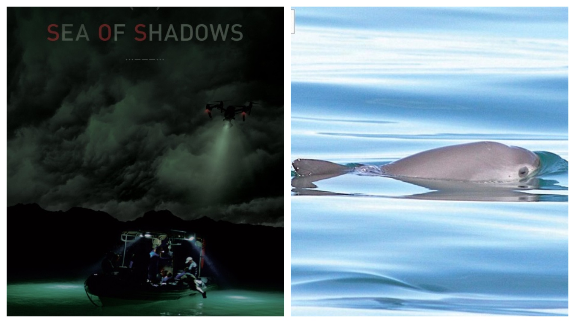 Presentaron “Sea of Shadows” el documental de la vaquita marina (Foto: Redes sociales)