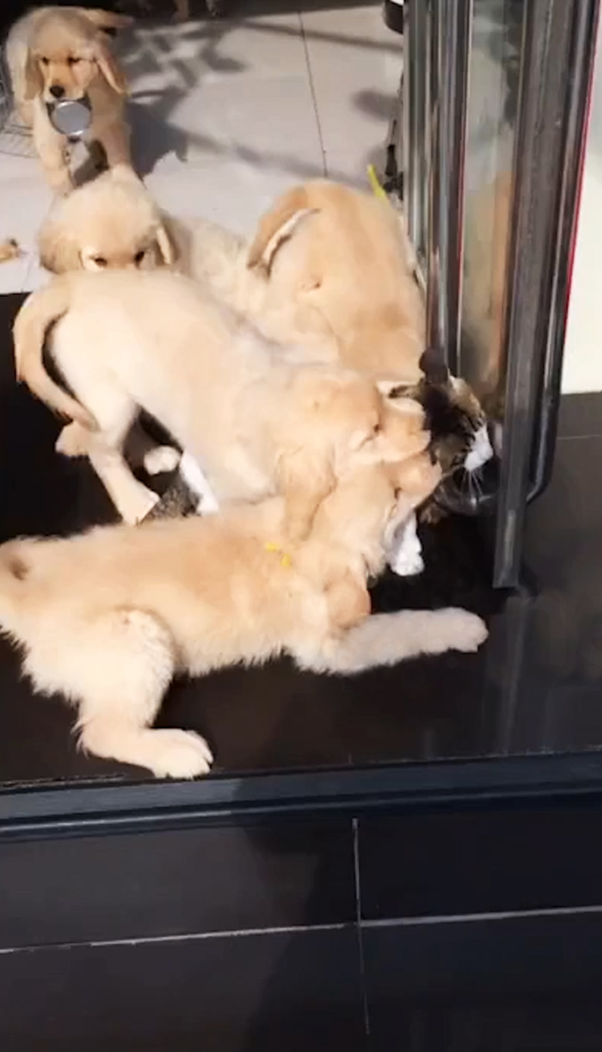 Un gato fue “atacado” con el afecto, lenguatazos y abrazos de al menos 12 cachorros de Golden Retriever (Fotos: captura de pantalla)