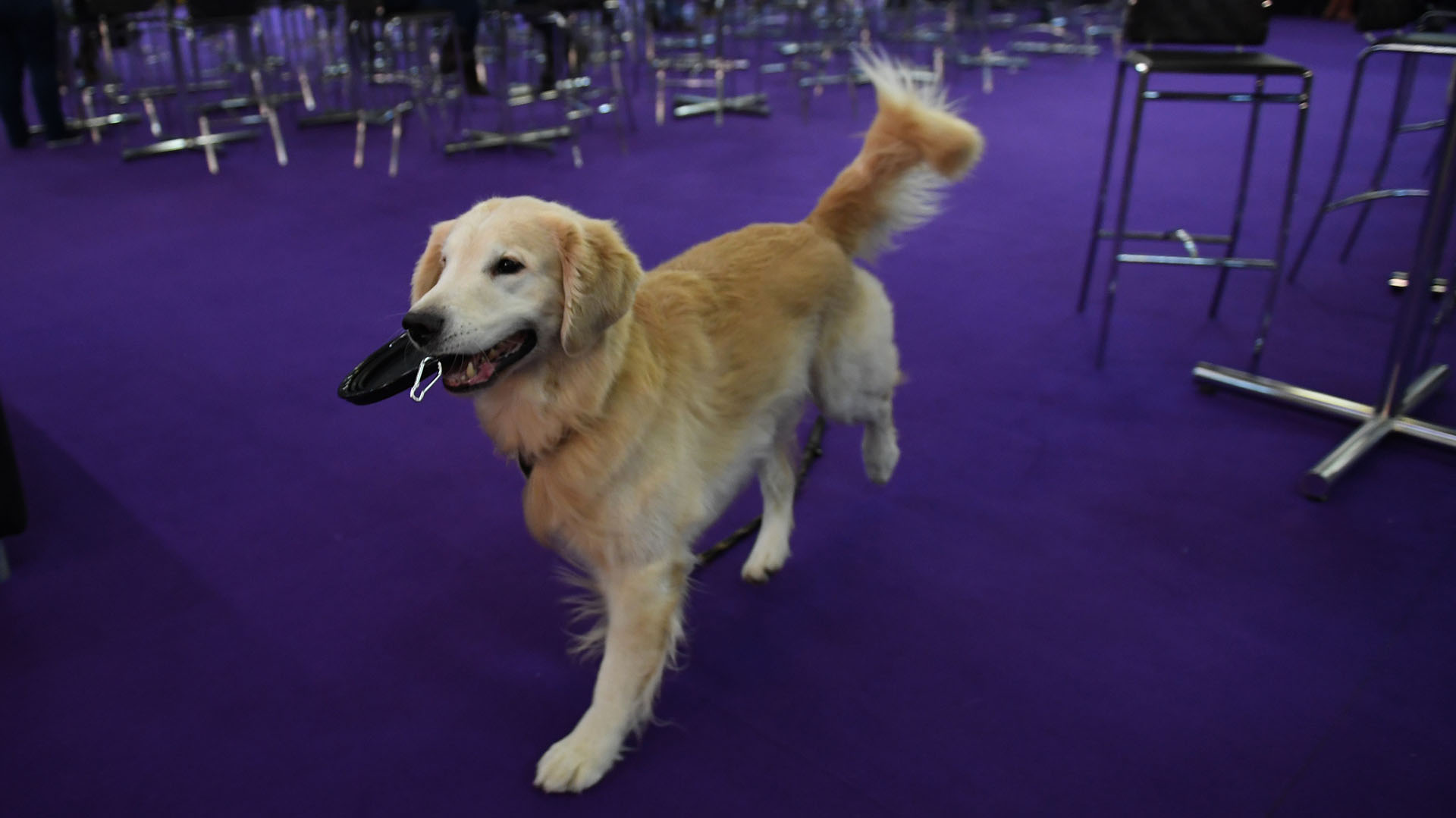 A Golden Retriever waits to competes in the 6th Annual Masters Agility Championship as the The American Kennel Club and Westminster Kennel Club present Meet & Compete on February 9, 2019, at Piers 92 and 94 in New York. (Photo by TIMOTHY A. CLARY / AFP)