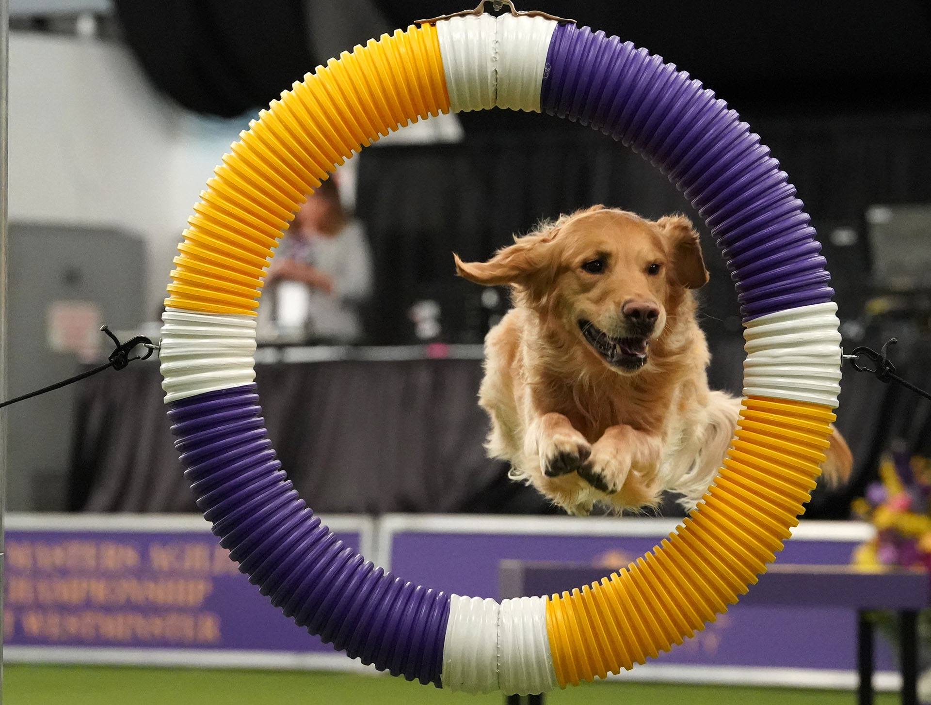 A dog competes in the 6th Annual Masters Agility Championship as the The American Kennel Club and Westminster Kennel Club present Meet & Compete on February 9, 2019, at Piers 92 and 94 in New York. (Photo by TIMOTHY A. CLARY / AFP)