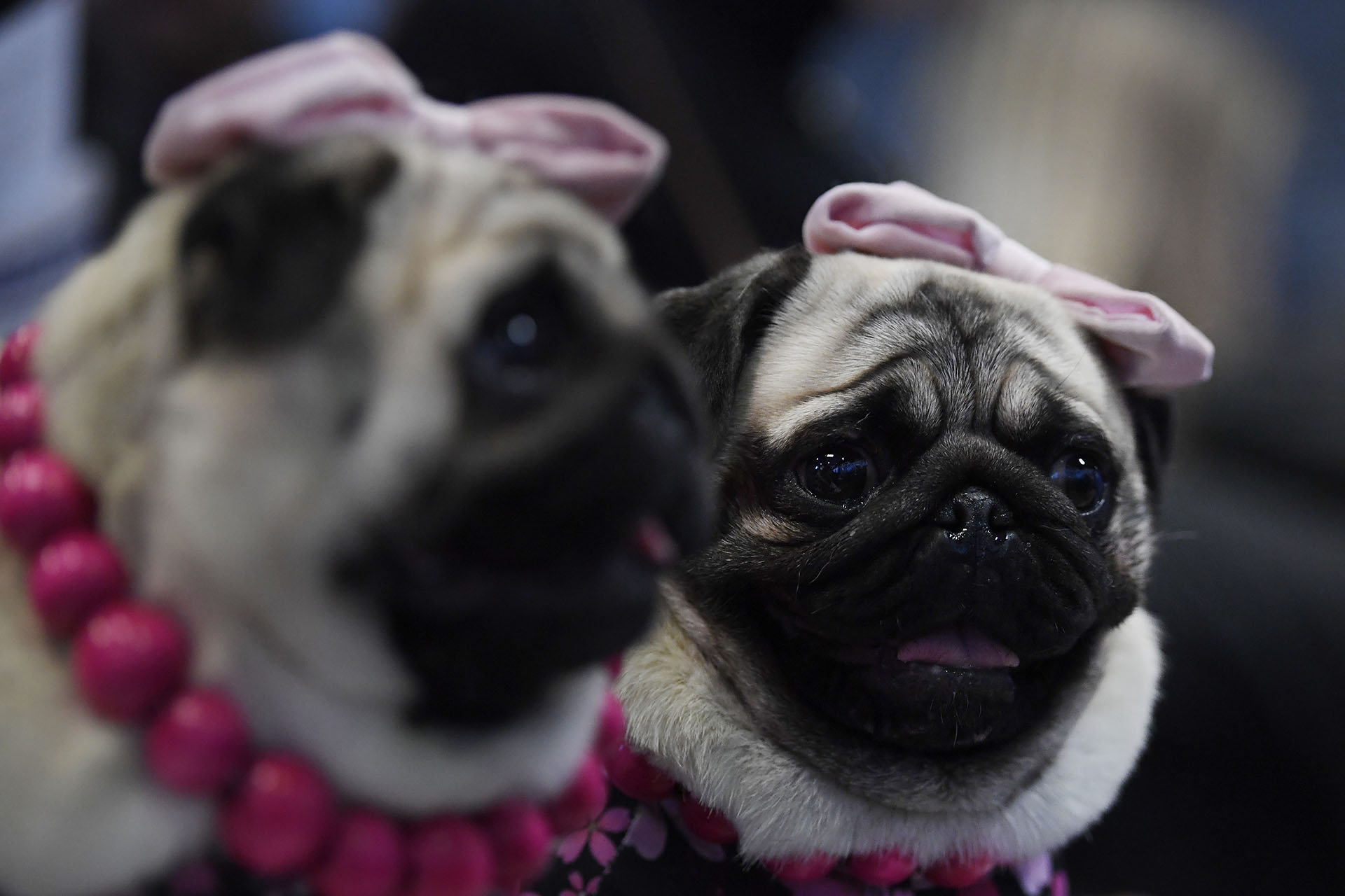 NEW YORK, NEW YORK - FEBRUARY 09: Pugs nicknamed 'The Pugdashians' attend the Meet The Breed event at Piers 92/94 ahead of the 143rd Westminster Kennel Club Dog Show on February 09, 2019 in New York City. Sarah Stier/Getty Images/AFP