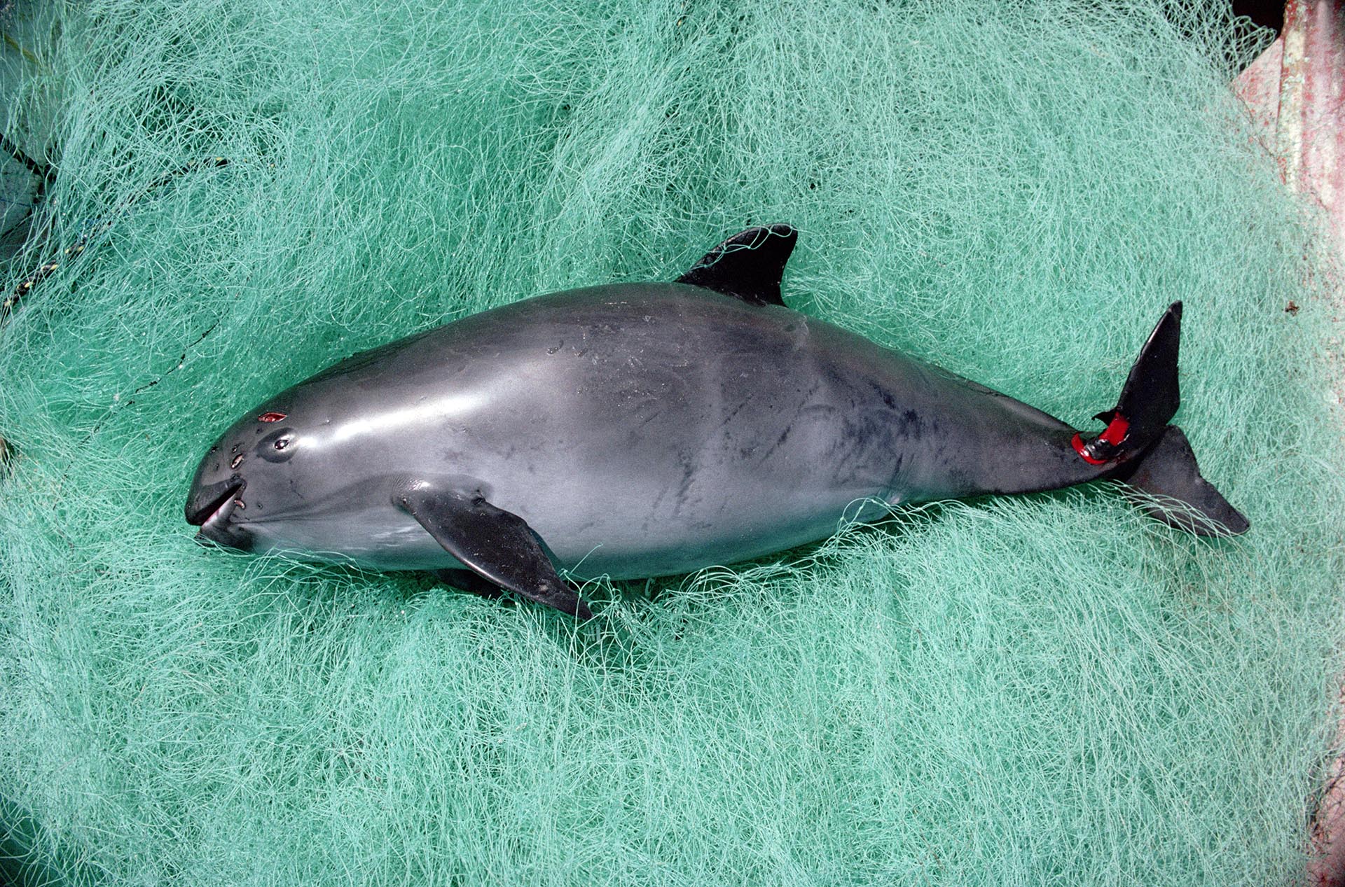 La vaquita marina queda atrapada en la redes de los pescadores (Foto: especial)