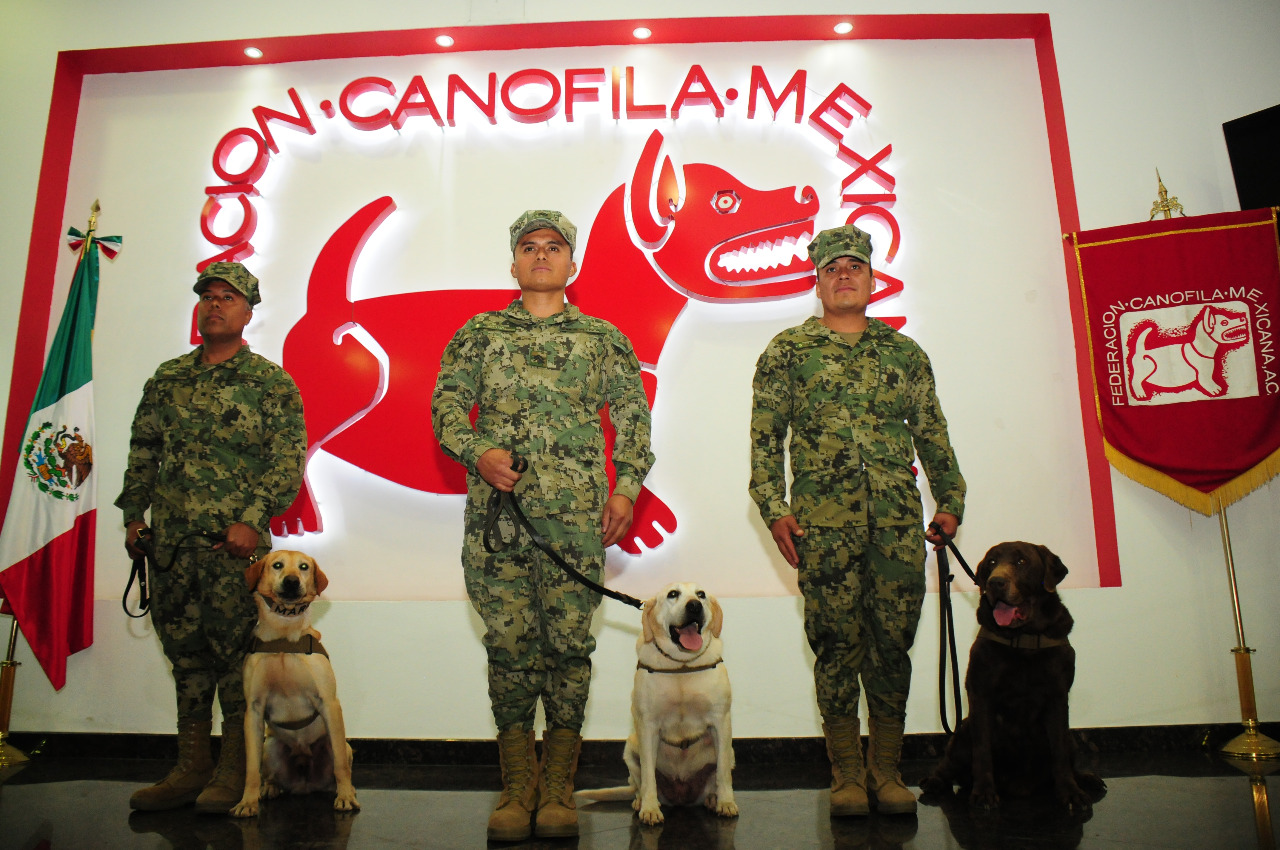 Mateo, Keyller y Coco fueron nombrados “Mejores perros de trabajo del año 2018” (Foto: Federación Canófila Mexicana A.C.)