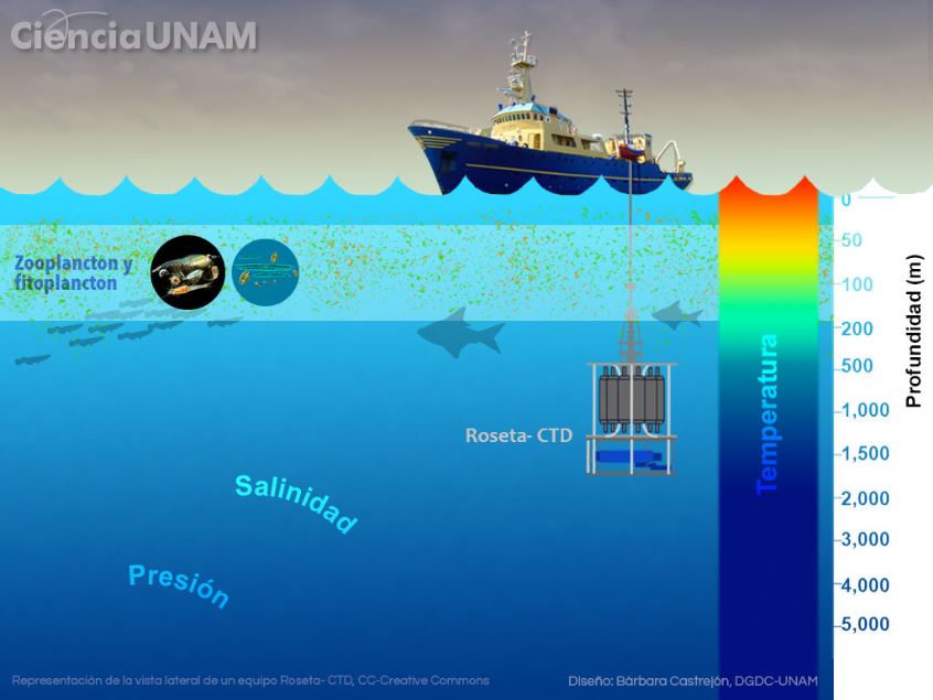 El plancton resulta ser muy importante, pues distintos organismos marinos dependen de su ingesta para sobrevivir y reproducirse (Infografía: UNAM)