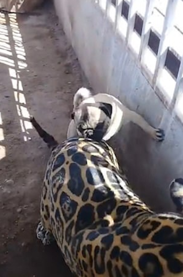 Las imágenes fueron tomadas en un zoológico de Toluca (Foto: Captura)