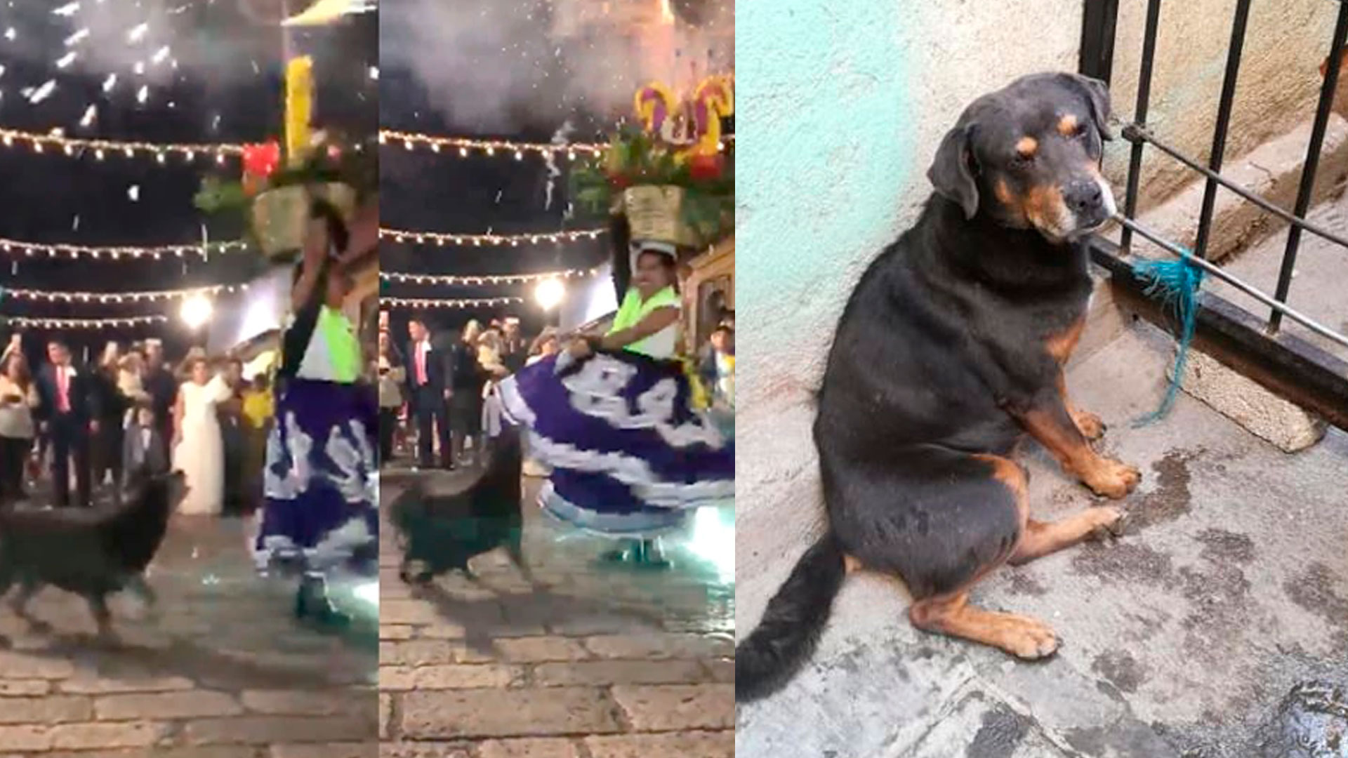 El perro bailarín Mazapán fue la sencación hace unos días (Foto: Facebook)